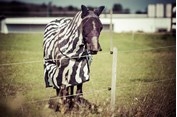 Häst förklädd till Zebra
